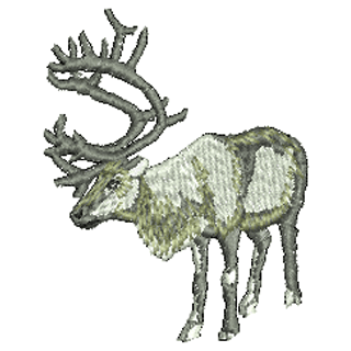 Deer 20648