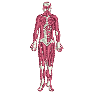 Human Body 11611