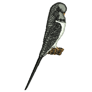 Bird 10917