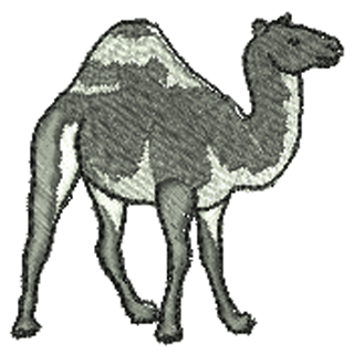 Camel 10904