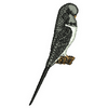 Bird 10917
